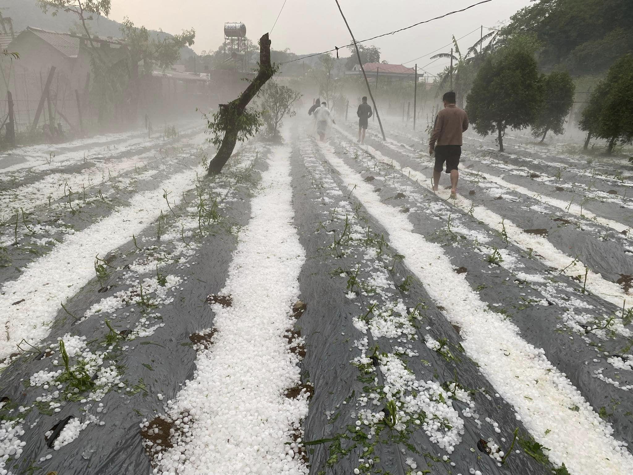 Mưa đá rơi rất dày gây thiệt hại lớn về nông nghiệp cho người dân. Ảnh Tin tức Sơn La