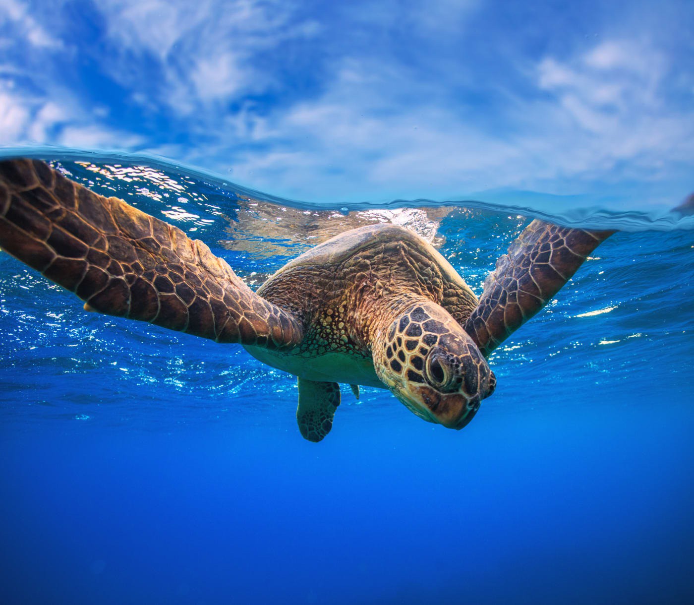 Cận cảnh một con rùa xanh bơi gần mặt nước. Ảnh: Shutterstock