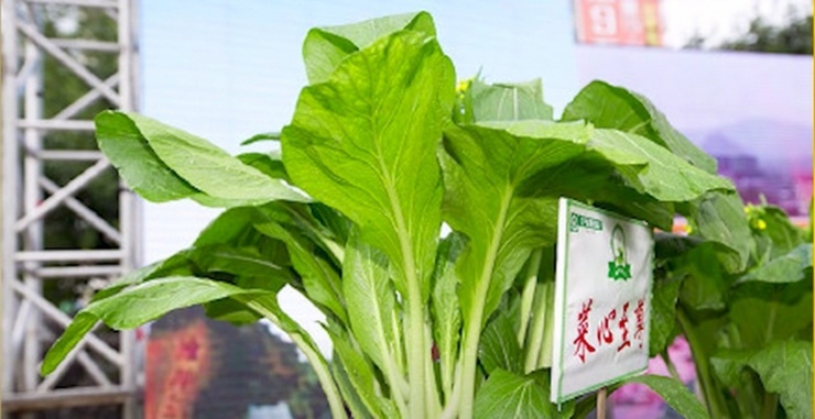 Trong một cuộc đấu giá từ thiện, rau cải chip ở thành phố Liên Châu, Trung Quốc được bán thành công với giá 66,6 vạn Nhân Dân Tệ/cây (khoảng hơn 2 tỷ đồng). Ảnh: Suhu