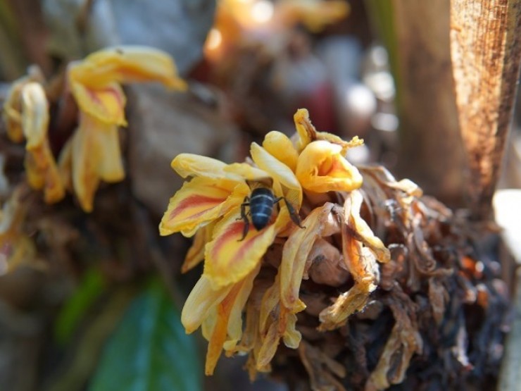 Loài ong làm tổ “khổng lồ” vào mùa mật, thợ rừng đi kiếm về bán cả triệu đồng/lít
