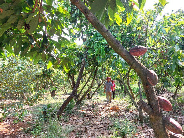Vườn ca cao rộng hơn 1 ha của bà Nguyễn Thị Hà (xã Ea Na, huyện Krông Ana, tỉnh Đắk Lắk) khiến nhiều du khách ‘xin phép’ được vào tham quan, trải nghiệm, tìm hiểu.