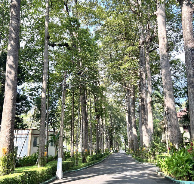 Ngày 25/4, đại diện lãnh đạo thành phố Thủ Dầu Một (Bình Dương) cho biết, trong khuôn viên Thành ủy, HĐND, UBND thành phố có 53 cây vừa được công nhận cây di sản Việt Nam.