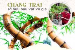 Tin tức trong ngày - “Báu vật vô giá” và loạt tre bonsai đẹp mê mẩn của chàng trai 9X