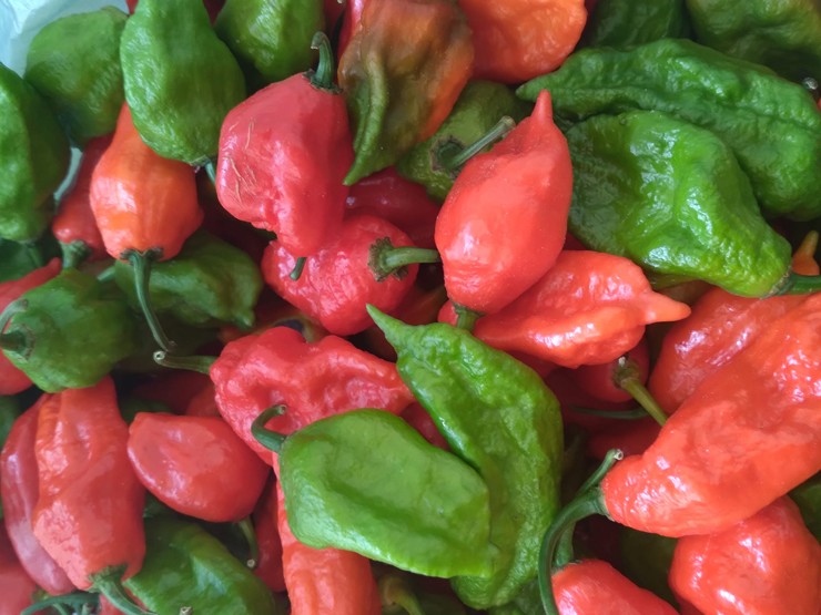Dân thu không đủ bán, giá bán sỉ đang là 200.000 đồng/kg.