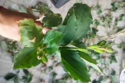 Thị trường - Tiêu dùng - Thực vật mọc đầy ở Việt Nam, nước ngoài bán hơn nửa triệu/kg