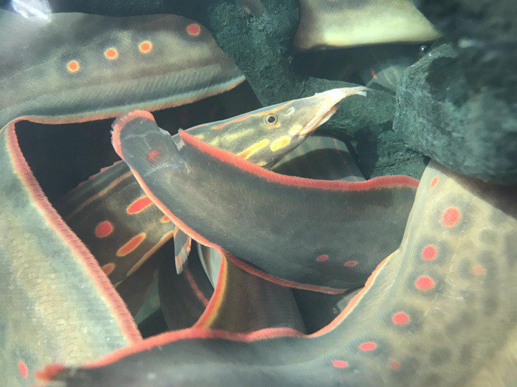 Cá chạch lửa có màu sắc đẹp, được gọi là cá hoả long. (Ảnh: Trang trại cá chạch lửa).