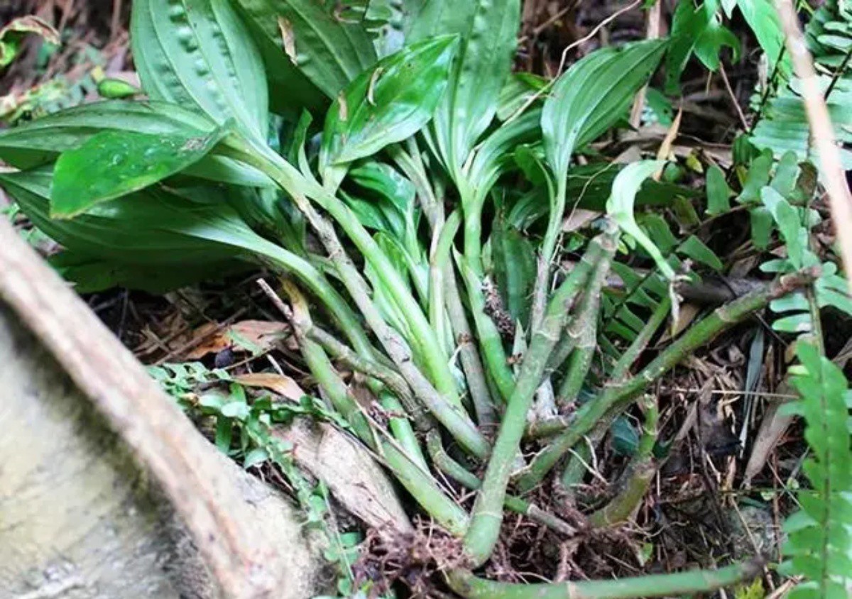 Thực vật mọc đầy ở Việt Nam, nước ngoài bán hơn nửa triệu/kg - 3