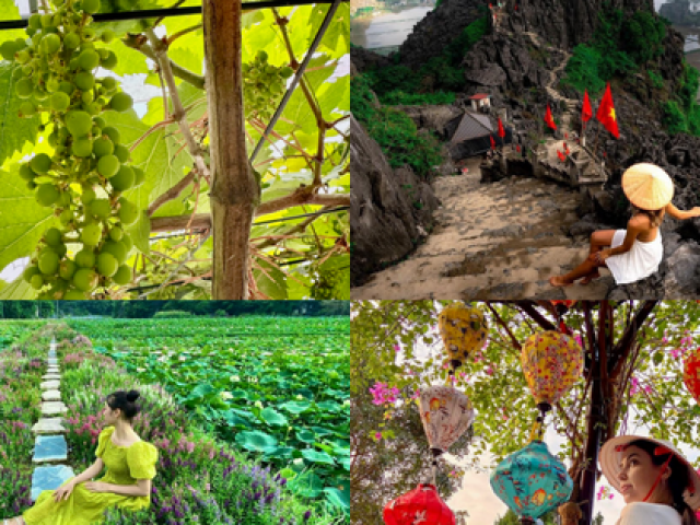 Vườn nho sai trĩu quả ở Ninh Bình: Điểm đến mới hứa hẹn hút khách dịp nghỉ lễ