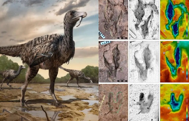 Ảnh đồ họa mô tả loài khủng long mới (trái) và các hóa thạch đã được tìm thấy - Ảnh: Yingliang/iSCIENCE