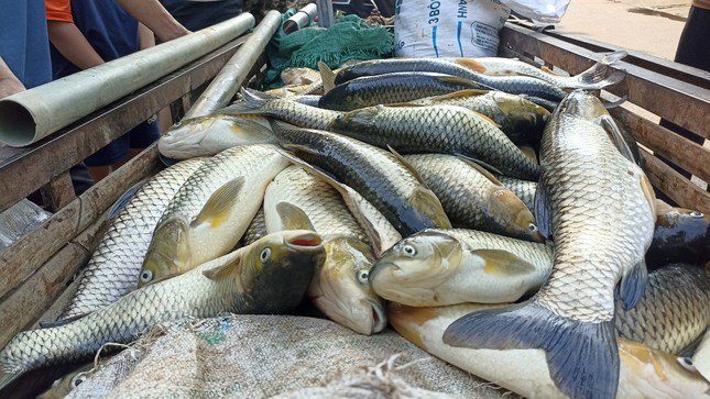 Cá chết bất thường trên sông Mã ở Thanh Hoá - 1