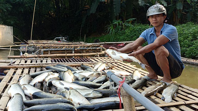 Cá chết hàng loạt trên sông Mã, người dân hoang mang