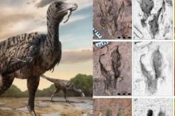 Phi thường - kỳ quặc - Kinh hoàng quái điểu lai khủng long cao 5 m ở Trung Quốc