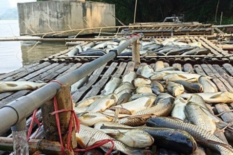 Cá chết bất thường trên sông Mã ở Thanh Hoá