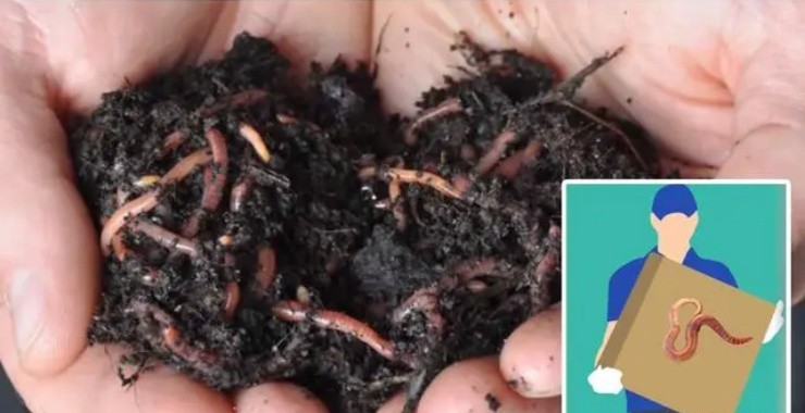 3 “việc nhẹ lương cao” kỳ quặc nhất thế giới, một nghề ở Việt Nam cũng có - 2