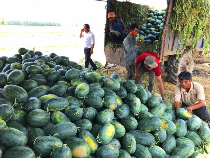 Nông dân Bình Thuận thu hoạch dưa hấu. Ảnh: Nguyễn Thanh