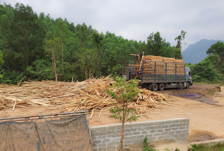 Một trong ba điểm thu mua gỗ keo có lắp đặt trạm cân điện tử hoạt động trái phép tại xã Xuân Trạch. Ảnh: BẢO THIÊN