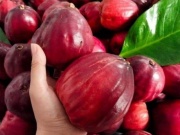 Thị trường - Tiêu dùng - Loại quả "gây lú" cực mạnh, ai cũng có thể nhầm lẫn