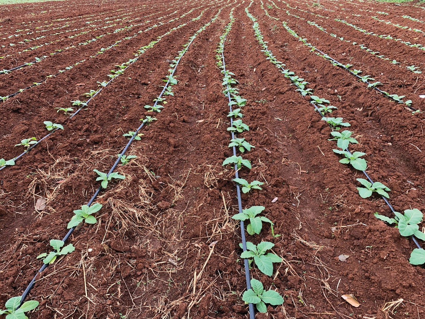 BAT giới thiệu hệ thống tưới nhỏ giọt đến người nông dân để bảo tồn tài nguyên nước