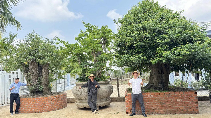 Với tình yêu cây cảnh, đặc biệt là bonsai cổ thụ, nhiều năm qua, anh Trần Văn Thọ, trú tại xã Hoà Thuận, TP. Buôn Ma Thuột (Đắk Lắk) đã sưu tầm hàng chục cây có độ tuổi hàng trăm năm.
