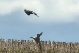 Phi thường - kỳ quặc - Clip: Cảnh tượng hiếm gặp thỏ mẹ dũng cảm chống lại diều hâu