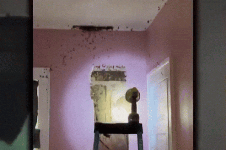 Phi thường - kỳ quặc - Con gái nói có quái vật sau tường, bố mẹ sốc khi phát hiện ra sự thật