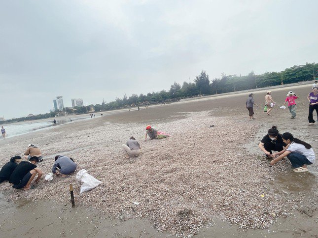 Bờ biển Cửa Lò đoạn khu vực đảo Lan Châu bất ngờ có lượng lớn sò huyết bị sóng đánh dạt vào bờ.