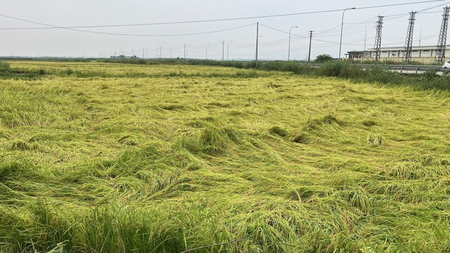 Một thửa ruộng lúa bị ngã đổ vì dông lốc.