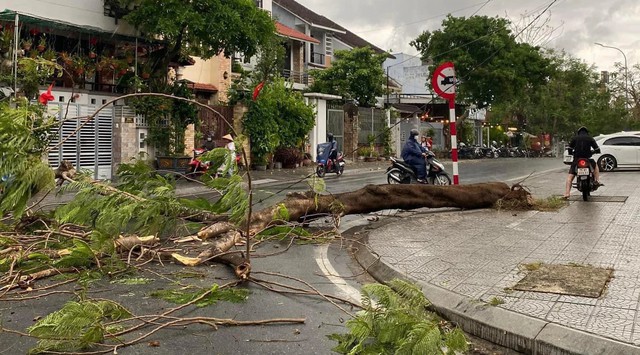 Cây phượng vỹ trên đường Phan Bội Châu bị bật gốc.