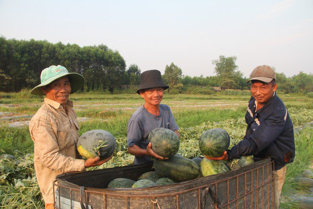 Dưa hấu được mùa được giá, nông dân Quảng Nam "trúng lớn" - 1