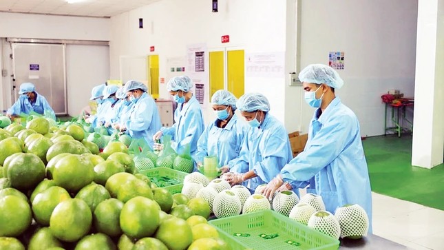 Xuất khẩu rau quả Việt Nam trong những tháng đầu năm tiếp tục tăng mạnh.