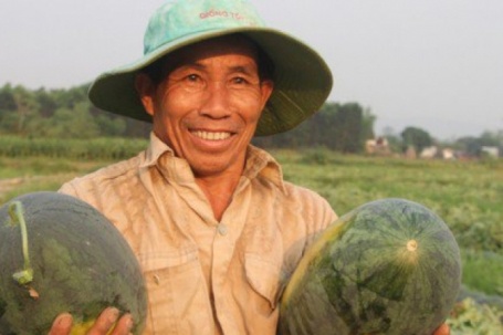 Dưa hấu được mùa được giá, nông dân Quảng Nam "trúng lớn"