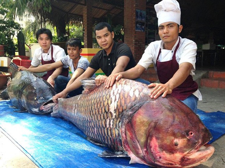 Cá hô thuộc họ cá chép, được coi là loài cá đặc sản quý hiếm vùng Đồng bằng Sông Cửu Long
