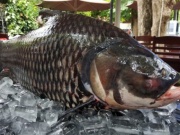 Thị trường - Tiêu dùng - Loại cá quý hiếm suýt tuyệt chủng nay bán 1 triệu đồng/kg, nhiều người nuôi "lãi lớn"