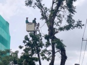 Tin tức trong ngày - Đốn hạ, di dời gần 100 cây xanh để mở rộng đường vào sân bay Tân Sơn Nhất