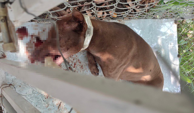 Một con chó dại chết sau khi cắn nhiều người ở tỉnh Bình Phước