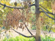 Thị trường - Tiêu dùng - Sầu riêng chết hàng loạt, người dân ở Bình Phước lo lắng