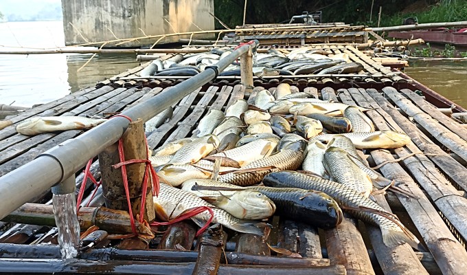 Cá chết được vớt lên mặt lồng nuôi ở thị trấn Cành Nàng. Ảnh: Lam Sơn