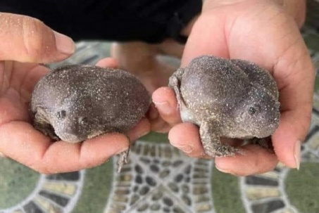 Loại ếch nhìn “kinh dị” lại là đặc sản, giá lên tới 180 nghìn đồng/kg