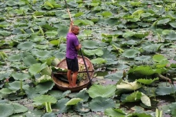 Thị trường - Tiêu dùng - Không phải hoa cũng không phải hạt, bộ phận này của cây sen lần đầu xuất khẩu thành công sang Nhật Bản