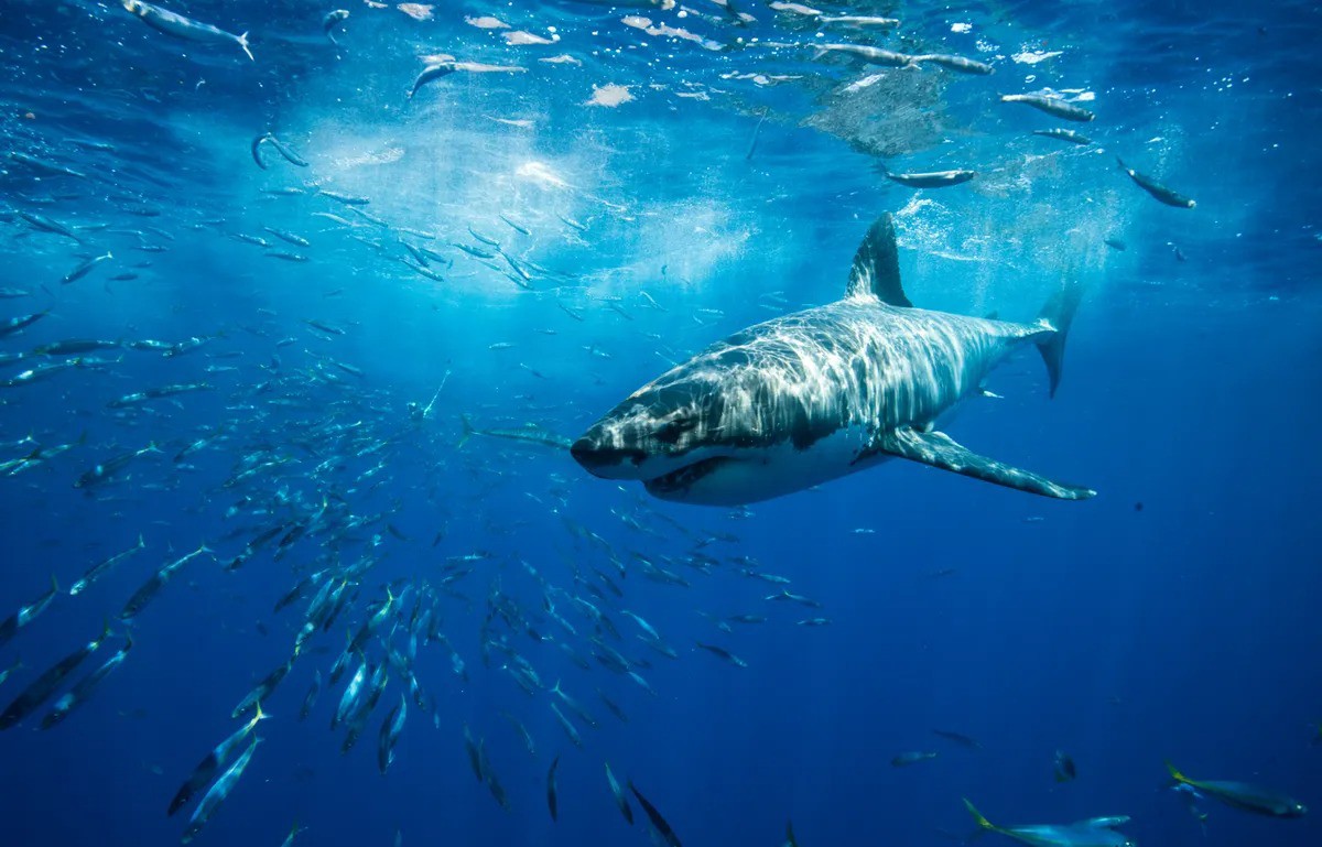 Cá mập trắng di cư xuyên đại dương từ Úc tới Nam Phi như thế nào? - 1