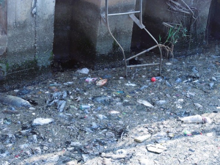 Sau mưa, cá chết, rác nổi lềnh bềnh trên kênh Nhiêu Lộc