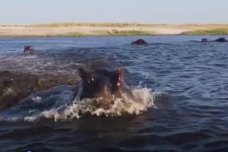 Phi thường - kỳ quặc - Hà mã “phi nước đại” tấn công thuyền chở khách du lịch