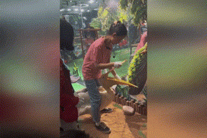 Phi thường - kỳ quặc - Clip: Giải cứu chú vịt con bị bồ nông háu ăn nuốt sống