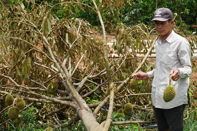 Người trồng sầu riêng ở Gia Lai thiệt hại nặng nề sau những trận dông lốc đầu mùa