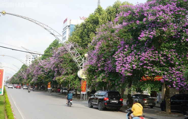 Hoa bằng lăng nở tím đại lộ Lê Lợi, con đường đẹp nhất TP Thanh Hóa