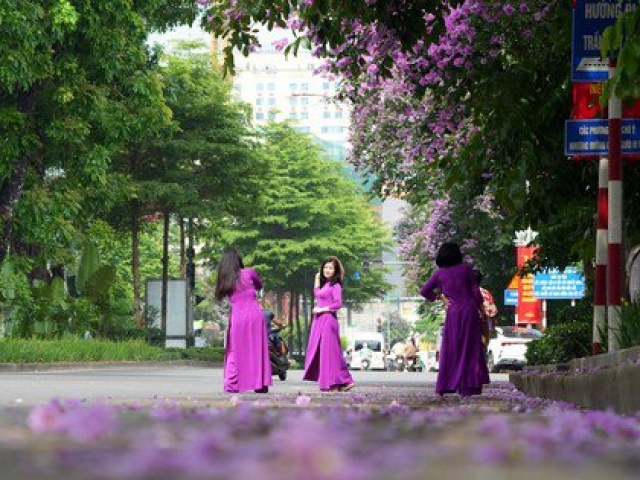 Xao xuyến sắc hoa bằng lăng “nhuộm tím“ đường phố Hà Nội