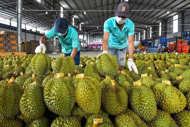 Lãnh đạo Cục Bảo vệ thực vật khẳng định không phát hiện mẫu sầu riêng nào vượt dư lượng cadimi.