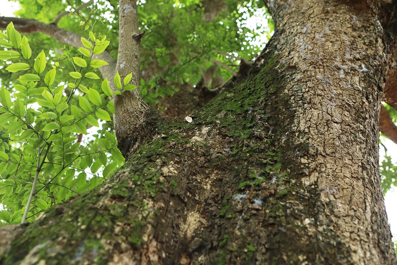 Rêu phong mọc trên thân cây gỗ sưa.