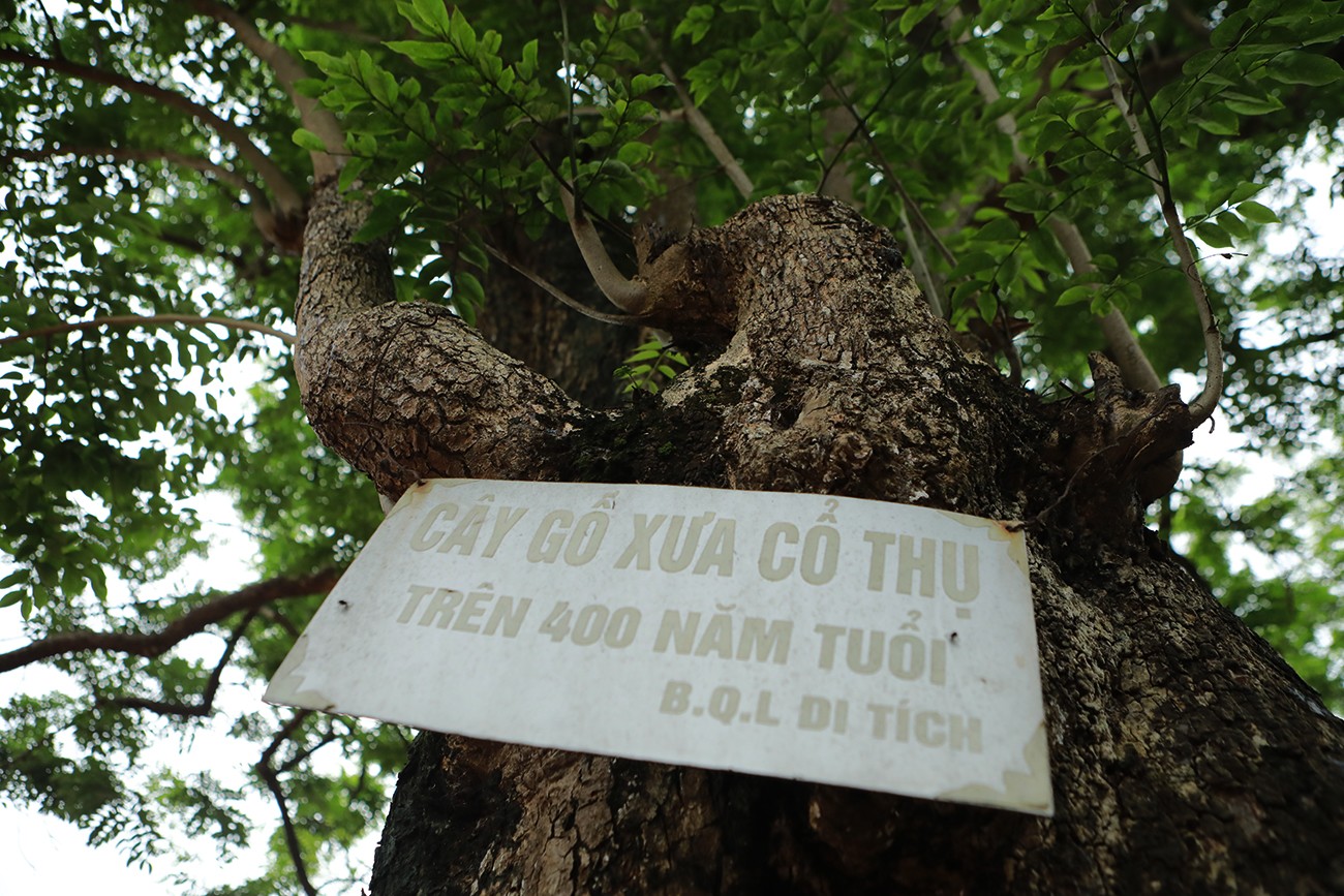 Cây sưa trăm tỷ đình Đông Cốc: Báu vật vô giá hay món hời béo bở?