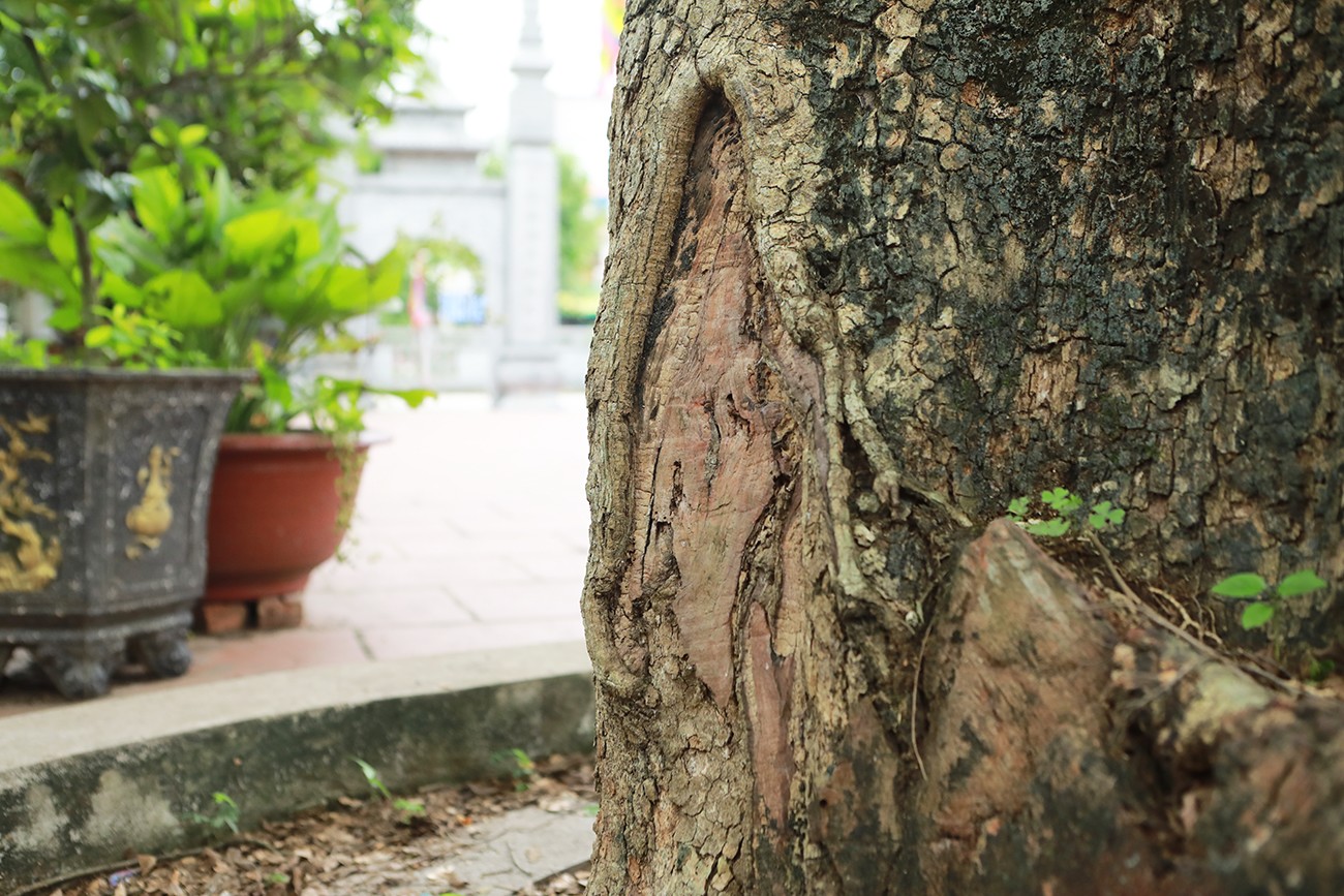 Vết sẹo để lại đã khiến phần lõi của cây lộ ra. Bằng mắt thường có thể quan sát phần vỏ cây mỏng, lõi lớn, đặc, đỏ, rất có giá trị.